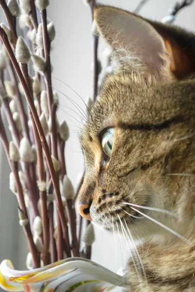 A close-up of the cat\'s head is a willow in the background. A striped cat on a window next to a bouquet of willows. Willow branches next to a beautiful cat is a close shot.