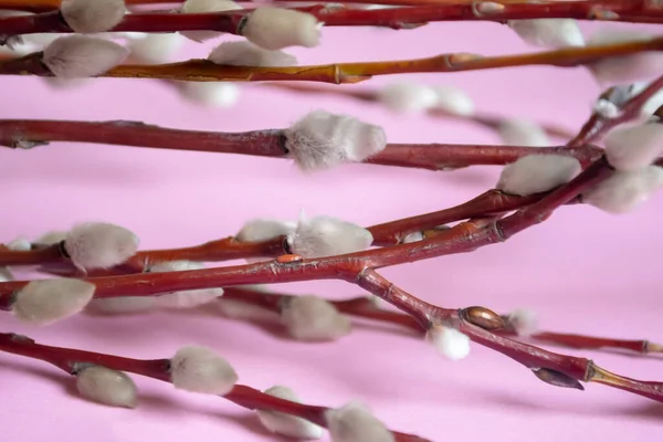 Rózsaszín Háttérben Bolyhos Rügyekkel Díszített Fűzfaágak Találhatók Puha Rügyek Fűzfaágakon — Stock Fotó