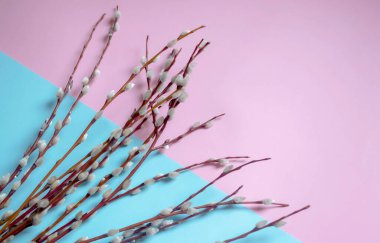 Renkli arka planda yumuşak tomurcukları olan söğüt dalları. Mavi-pembe arka planda söğüt dalları uzanır. Bahar bitkileri - Paskalya 'da tomurcuklu söğüt.