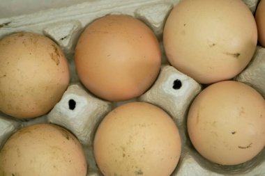 Yumurtalarla bak. Kirli yumurtalarla dolu açık bir tepsi. Bir sürü kirli yumurta. Çamurdaki yumurtalar yıkanmamış..