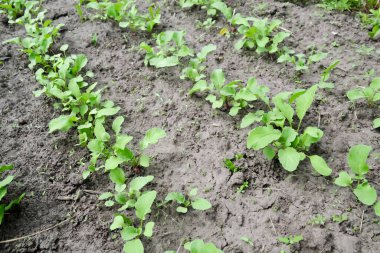 Sıra sıra ekilmiş Reggie. Bahçede genç turplu birkaç yatak var. Genç turplar bahçede yetişir..