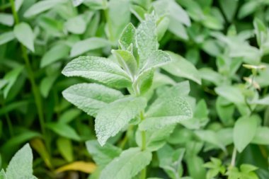 Bahçede taze nane. Çayın olgunlaşması için nane şekeri. Bahçedeki limon merhemi dalları.