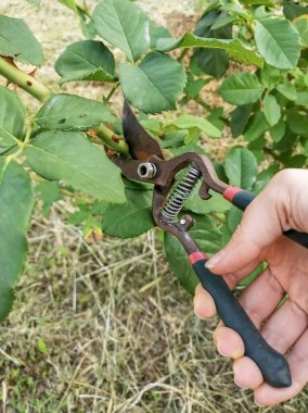 El kesicileri tutar ve gül çalılarını budar. Mezhepçilerle bir gül çalısı budamak. El, çalıları budamak için bir bahçe aleti tutuyor.