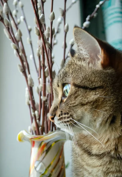 줄무늬 고양이가 창밖을 내다본다 버드나무 고양이가 줄무늬 고양이의 — 스톡 사진
