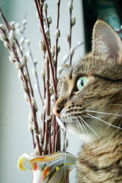 縞模様の猫が窓の外を見ている ウィンドウの横にあるヤナギの枝の横に猫 縞模様の猫の目 — ストック写真