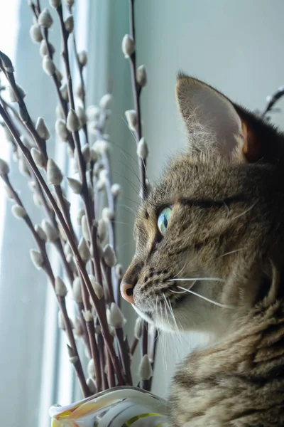 一只条纹猫看着窗外 一只条纹猫的眼睛在窗边柳枝旁的一只猫 — 图库照片