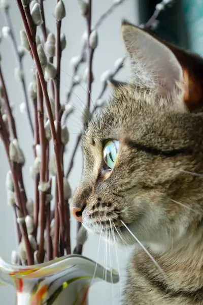 一只条纹猫看着窗外 一只条纹猫的眼睛在窗边柳枝旁的一只猫 — 图库照片