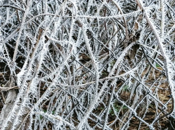 얼음으로 얼음에 덤불의 가지들 서리가 얼음으로 가지를 뒤덮었다 — 스톡 사진
