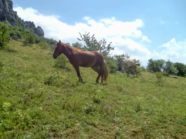 Wild horses in the mountains. Horses walk among the mountains. A beautiful brown horse grazes in the mountains.