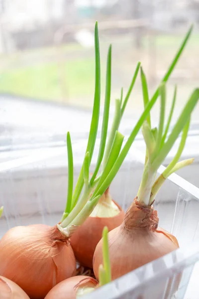Green onions ripen on the windowsill. greens on the windowsill - healthy onions. growing green onions at home. Vertical foto.
