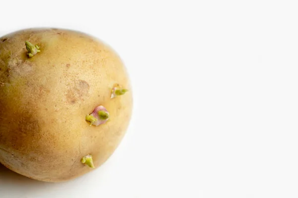Batatas Germinadas Para Plantar Jardim Material Plantação Batatas Brotos Verdes — Fotografia de Stock