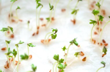 Tohumlar filizlendi. Ekmek için taze tohum filizleri. kabın içindeki mikroyeşillikler.