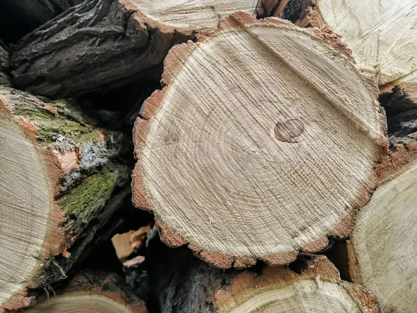 Cut down a tree nearby. Circles of sawed wood. Logging. Industrial logging - flat saws of wood - circles.