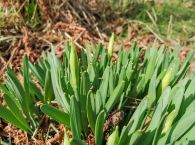 Bahar çiçekleri nergislerin tomurcuklarıdır. İlkbaharda genç nergis çalıları. Nergislerdeki ilk yapraklar ve tomurcuklar.