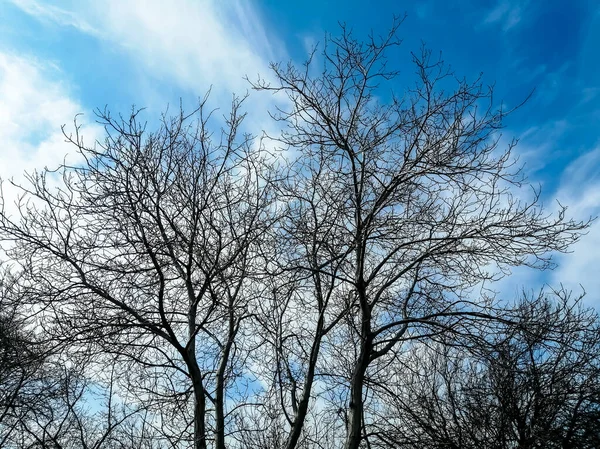 Drzewa Wczesną Wiosną Pod Niebem Kontrast Ciemnych Gałęzi Drzew Błękitnego — Zdjęcie stockowe