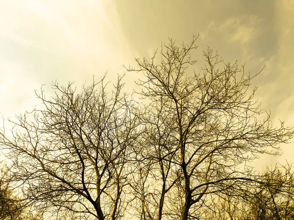 Drzewo Bez Liści Pochmurnym Niebie Zdjęcia Drewna Nieba Odcieniach Złota — Zdjęcie stockowe