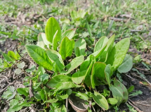花园里的年轻的悲伤的叶子 第一种有用的草药是感冒药 园中的春天维生素 年轻的忧伤 — 图库照片