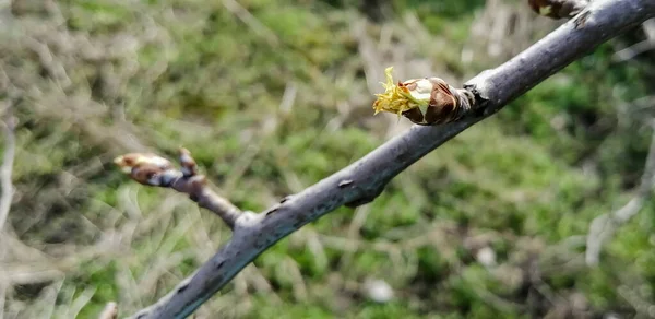 Los Cogollos Florecen Pera Los Primeros Brotes Primavera Peral Brotes —  Fotos de Stock