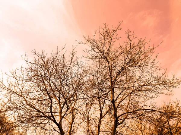 Ahşap Gökyüzünün Pembe Gölgeli Fotoğrafları Bulutlu Bir Gökyüzüne Karşı Yapraksız — Stok fotoğraf