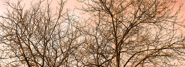 Zdjęcia Drewna Nieba Odcieniach Różu Drzewo Bez Liści Pochmurnym Niebie — Zdjęcie stockowe