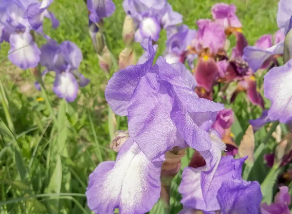 我在花坛上升起 这些花是紫色的 大计划中的虹膜芽 — 图库照片