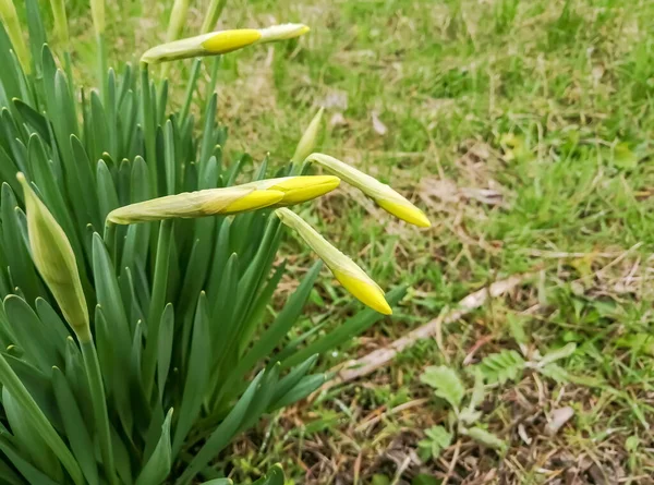 Rügyek Nárciszon Kora Tavasz Bimbók Dekoratív Virágok Nárciszbokrok Rügyekkel — Stock Fotó