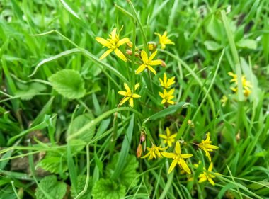 Keskin yapraklı sarı çiçekler. Yeşillikler arasında ilkbahar çiçekleri açtı. Vahşi, sarı çiçekler tarlada.