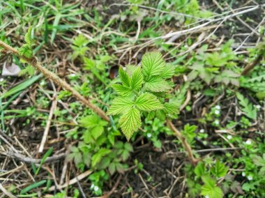 Baharda genç ahududu yaprakları. Ahududu yaprakları çiçek açıyor. ilk genç dallar ekilmiş çalılıklarda. İlkbaharda ahududu ister misin?.