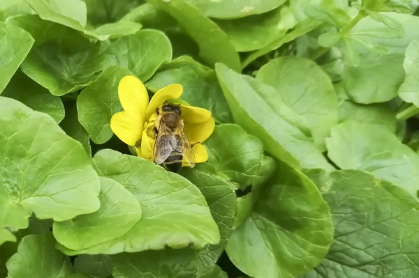 Υπάρχει Μια Μέλισσα Ένα Κίτρινο Λουλούδι Μια Νεαρή Μέλισσα Συλλέγει — Φωτογραφία Αρχείου