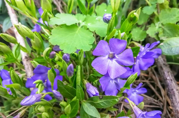정원에는 보라색 이피어 있었다 아름다운 라일락 들판의 꽃들은 거칠고 파랗고 — 스톡 사진