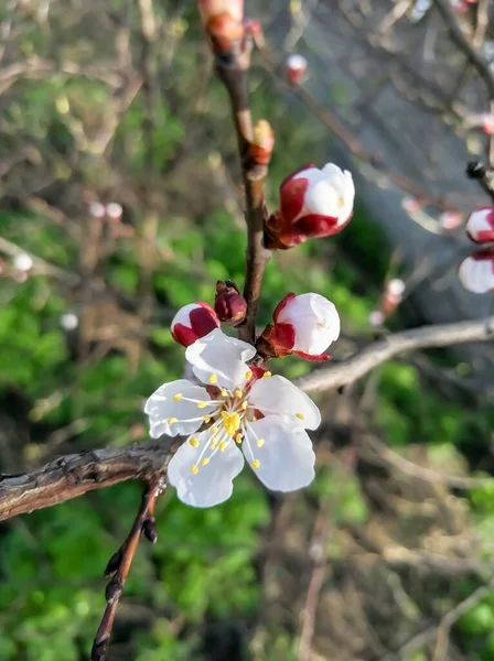 Morela Kwitnie Wiosną Pierwsze Kwiaty Kwitną Drzewie Owocowym Sakura Jest — Zdjęcie stockowe