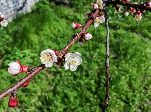 Apricot branch in flowers. Flowers bloomed on a branch of the fruit tree in April. Apricot blossoms.