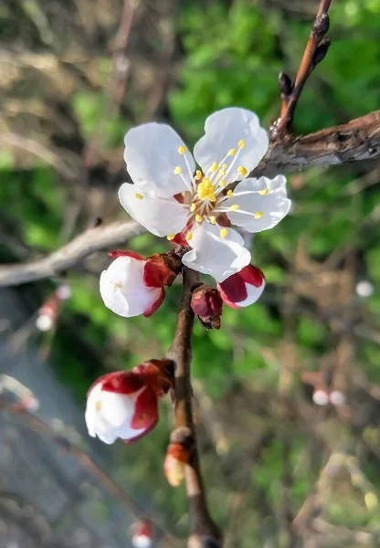 Flowering Apricots Fruit Tree Blooms Early Spring Flowers Bloomed Apricots — Stock Photo, Image