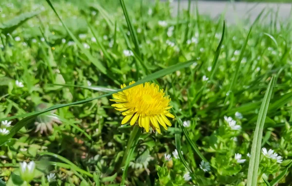 最初の春のタンポポです 芝生の上の春の花 野の花の間にタンポポが咲いていた 美しい黄色の花 — ストック写真