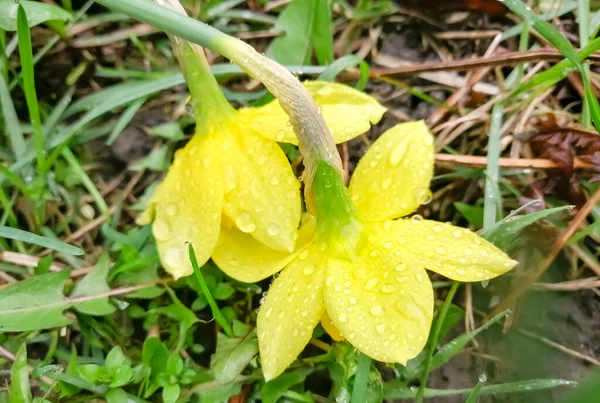 水仙花被雨滴覆盖着 春天的水仙花在雨中绽放 美丽的 黄色的水仙花在小滴的水中 — 图库照片