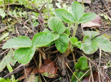Baharda genç çilek çalıları. Baharın başında çilek gelişimi. Yeşil çilek yapraklarının döllenmeye ihtiyacı var. Bahçedeki çilekler için Uhad..