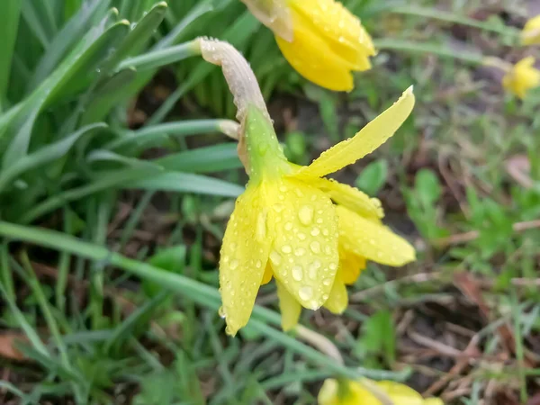 Nárciszvirágokat Esőcseppek Borítják Tavaszi Nárciszok Esőben Gyönyörű Sárga Nárcisz Kis — Stock Fotó