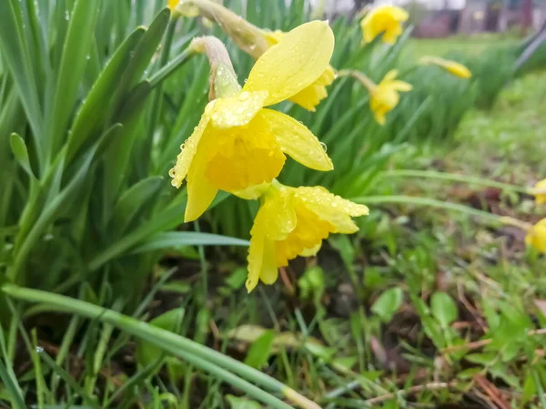 Nárciszvirágokat Esőcseppek Borítják Tavaszi Nárciszok Esőben Gyönyörű Sárga Nárcisz Kis — Stock Fotó