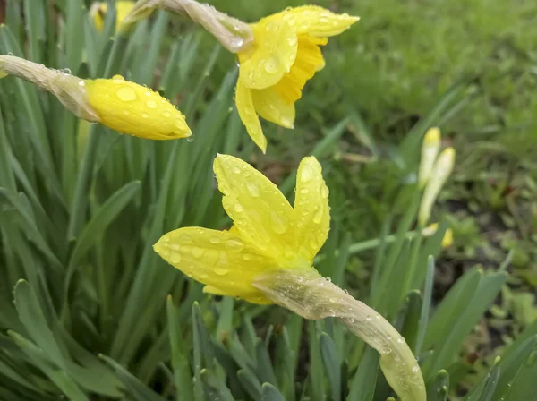 Nárciszvirágokat Esőcseppek Borítják Gyönyörű Sárga Nárciszok Kis Vízcseppekben Tavaszi Nárcisz — Stock Fotó
