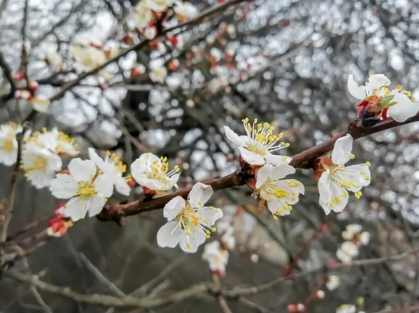Damasco Floresce Primavera Ramo Com Flores Damasco Uma Árvore Frutífera — Fotografia de Stock