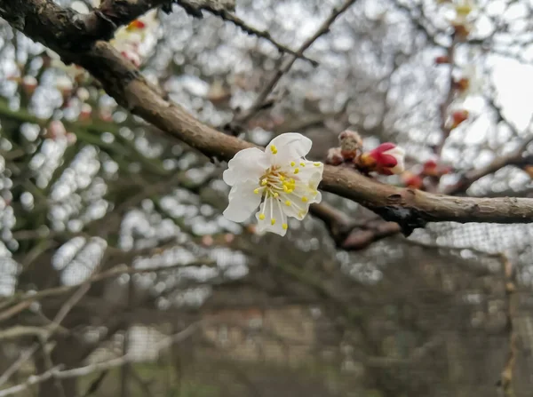 Damasco Floresce Primavera Uma Árvore Frutífera Florescente Ramo Com Flores — Fotografia de Stock