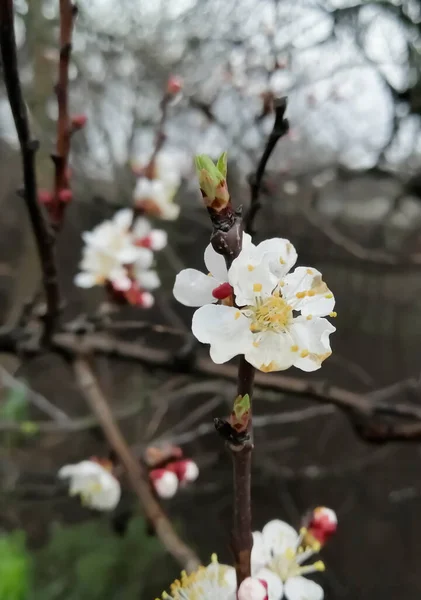 Damasco Floresce Primavera Uma Árvore Frutífera Florescente Ramo Com Flores — Fotografia de Stock