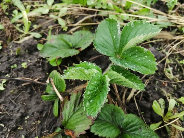 春天的时候 年轻的草莓丛生 没有草莓在花园里 早春草莓的发育 绿色草莓叶需要施肥 — 图库照片