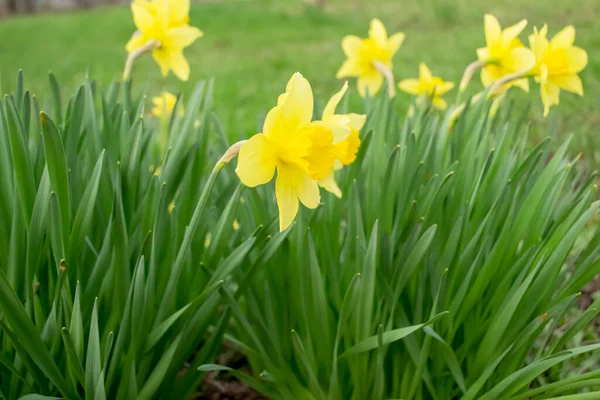 Narcisos Amarillos Principios Primavera Narcisos Amarillos Destacan Brillantemente Hierba Verde — Foto de Stock