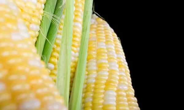 Corn Black Background Colored Corn Heads Corn White Yellow Grains — Stock Photo, Image