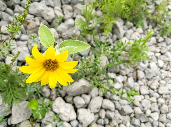 A miniature sunflower grows on stones. A flower that looked like a sunflower grew on the road. A small sunflower with yellow petals among gray stones.