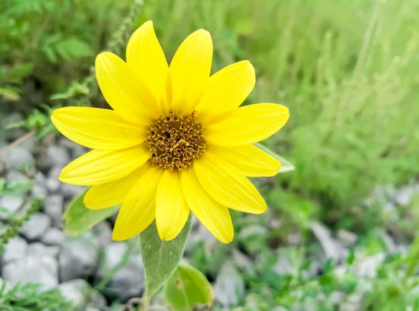 Egy Miniatűr Napraforgó Köveken Egy Virág Ami Úgy Nézett Mint — Stock Fotó