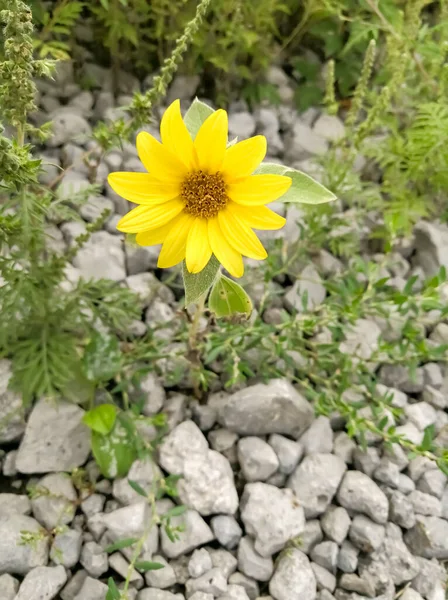 A miniature sunflower grows on stones. A flower that looked like a sunflower grew on the road. A small sunflower with yellow petals among gray stones.