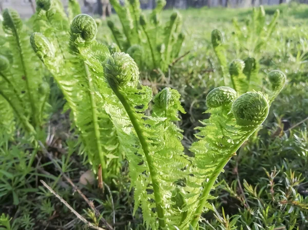 stock image Young fern grows in early spring. Fern leaves unwind slowly in spring. The first leaves of fern in the garden. Spring crops.