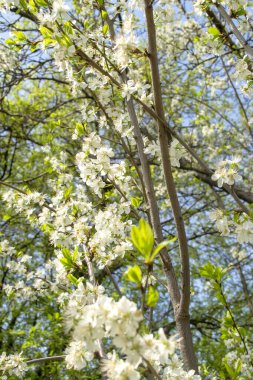 Erik çiçekleri gün doğumunda açar. Sabahın erken saatlerinde, güzel, beyaz erik çiçekleri. Güneş erik çiçeklerini aydınlatıyor..